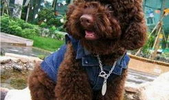 狗的交配视频,揭秘犬类交配行为